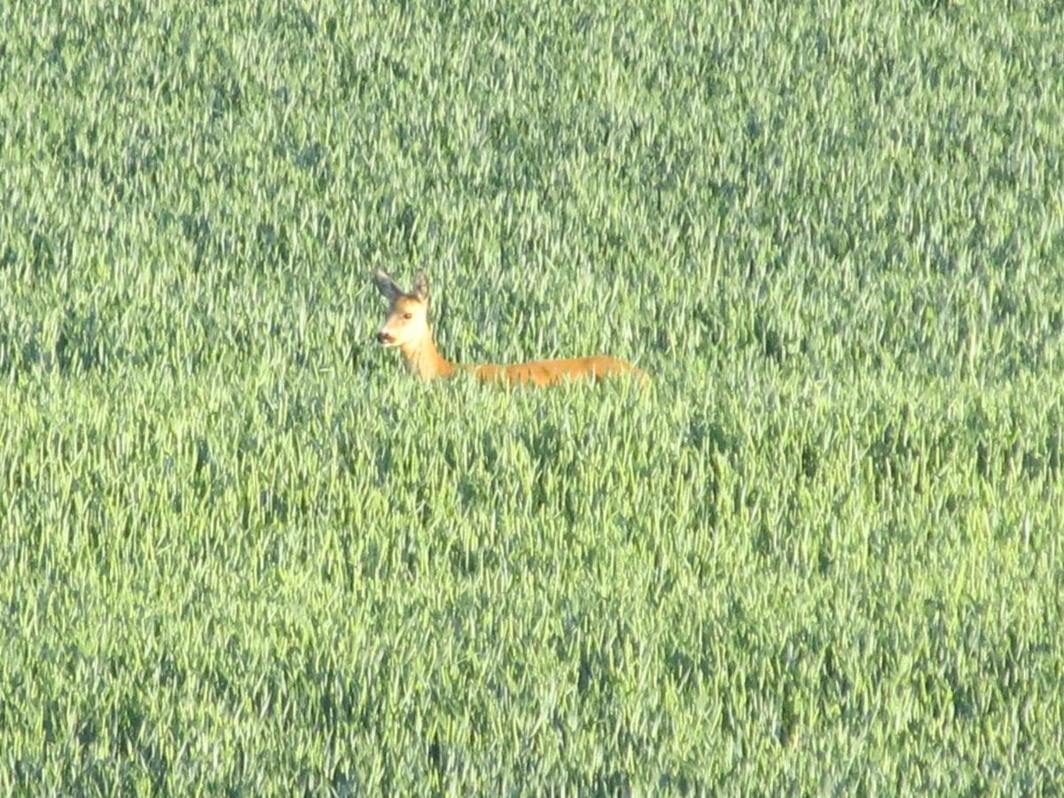 Zum Wiesengrund Im Oderbruch Altglietzen Esterno foto
